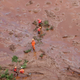 Rescue worker look for victims near Brumadinho, Brazil, on Jan. 26, 2019.